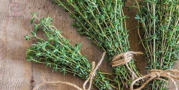قیمت خرید آویشن شیرازی کوهی + فروش ویژه